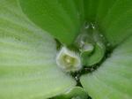 Pistia stratiotes L.