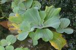 Pistia stratiotes L.