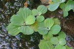 Pistia stratiotes L.