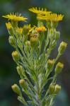 Pityopsis aspera (Shuttlw. ex Small) Small var. adenolepis (Fern.) Semple & Bowers