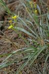 Pityopsis aspera (Shuttlw. ex Small) Small var. adenolepis (Fern.) Semple & Bowers