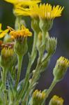 Pityopsis aspera (Shuttlw. ex Small) Small var. adenolepis (Fern.) Semple & Bowers