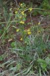 Pityopsis aspera (Shuttlw. ex Small) Small var. adenolepis (Fern.) Semple & Bowers