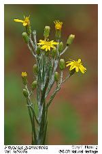 Pityopsis nervosa (Willd.) Dress