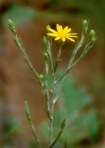 Pityopsis nervosa (Willd.) Dress