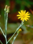 Pityopsis nervosa (Willd.) Dress
