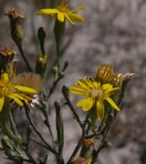 Pityopsis nervosa (Willd.) Dress