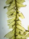 Plagiochila appalachiana Inoue
