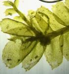 Plagiochila appalachiana Inoue