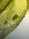 Plagiochila appalachiana Inoue