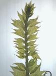 Plagiochila austinii A. Evans