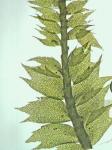 Plagiochila austinii A. Evans