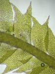 Plagiochila austinii A. Evans