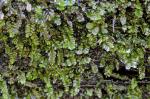 Plagiochila porelloides (Torr. ex Nees) Lindenb.