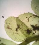 Plagiochila porelloides (Torr. ex Nees) Lindenb.