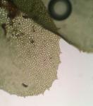 Plagiochila porelloides (Torr. ex Nees) Lindenb.