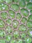 Plagiochila porelloides (Torr. ex Nees) Lindenb.