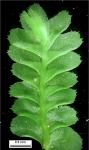 Plagiochila porelloides (Torr. ex Nees) Lindenb.