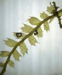 Plagiochila sullivantii Gottsche ex A. Evans