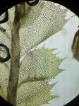 Plagiochila sullivantii Gottsche ex A. Evans