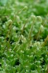 Plagiomnium cuspidatum (Hedw.) T.J. Kop.