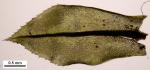 Plagiomnium cuspidatum (Hedw.) T.J. Kop.