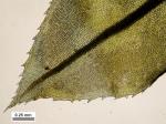 Plagiomnium cuspidatum (Hedw.) T.J. Kop.