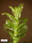 Plagiomnium medium (Bruch & Schimp.) T.J. Kop.