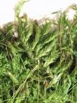 Plagiothecium laetum Schimp.