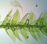 Plagiothecium laetum Schimp.