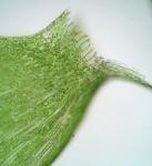 Plagiothecium laetum Schimp.