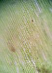 Plagiothecium laetum Schimp.