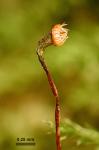 Plagiothecium laetum Schimp.