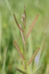 Planodes virginicum (L.) E.L. Greene