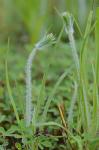 Plantago aristata Michxaux