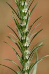 Plantago aristata Michxaux