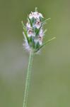 Plantago aristata Michxaux