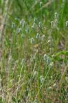 Plantago aristata Michxaux
