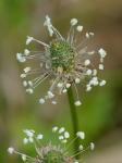 Plantago lanceolata L.