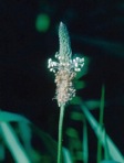 Plantago lanceolata L.