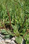 Plantago major L.