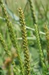 Plantago major L.