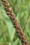 Plantago major L.