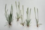 Plantago pusilla Nuttall