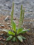 Plantago virginica L.