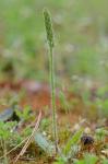 Plantago virginica L.