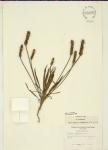 Plantago wrightiana Dcne.