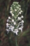 Platanthera blephariglottis (Willd.) Lindl.