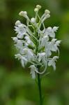 Platanthera blephariglottis (Willd.) Lindl.