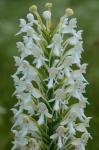 Platanthera blephariglottis (Willd.) Lindl.